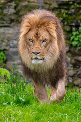 portrait of a lion