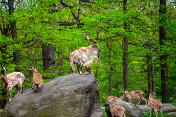 Fototapeta premium goat