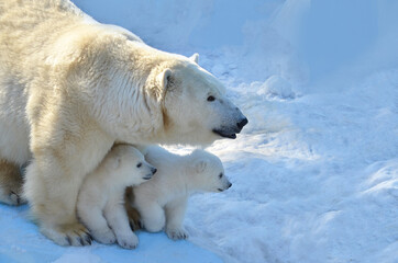 Obraz na płótnie Canvas Polar bear with a bear cub