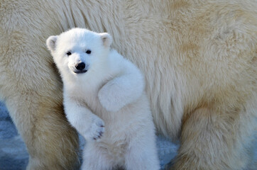 Portrait of a small polar bear cub
