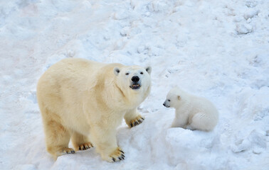 Polar bear with a bear cub