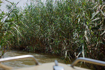 Reeds in the channels of the Volga Delta. Beautiful landscape in the Volga Delta. Astrakhan Region....