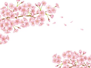 Fototapeta na wymiar 桜　桜の花　イラスト　ベクター