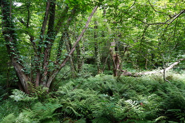 a thick summer forest with fern and vines and old trees
