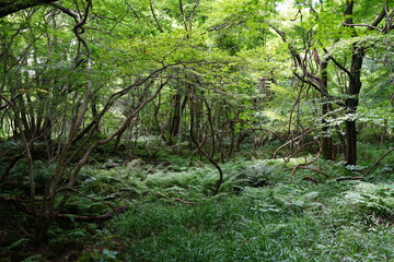 a thick summer forest with fern and vines and old trees