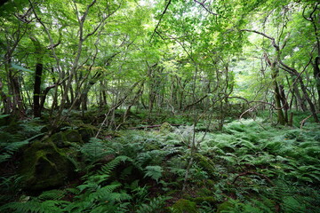 a thick summer forest with fern and vines and old trees