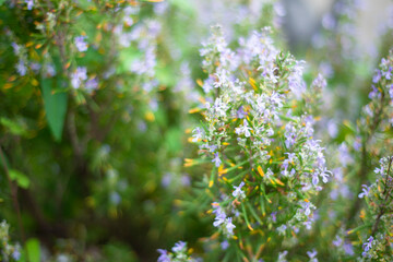 Blooming backgrounds. Rosemary with flowers. 