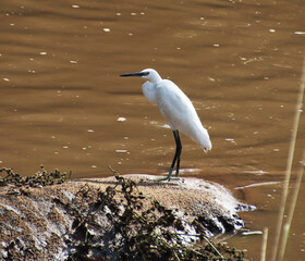 The heron sat in the river to hunt
