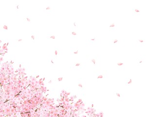美しく華やかな花びら舞い散る春の桜の白バックフレーム背景素材
