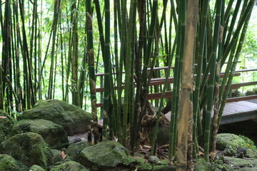 Obraz premium Forêt de bambou dans une île du pacifique 