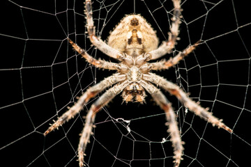 Close up shot of spider from below