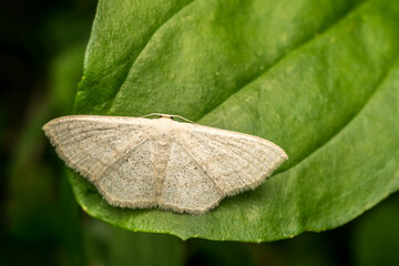 Sterrhinae - Geometer Moths