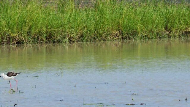 Black Winged Stilt in shallow water. Himan topus himantopus bird wading in the water looking for food.