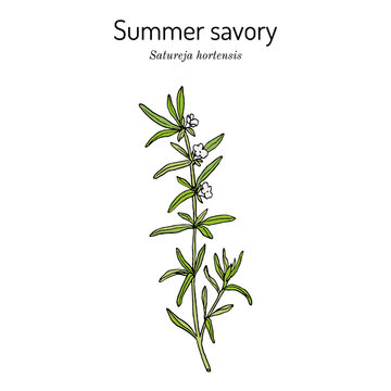 Summer Savory Satureja Hortensis , edible and medicinal plant