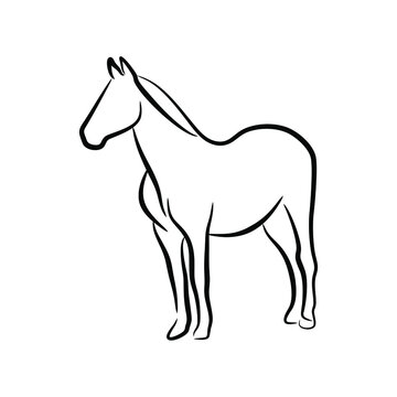 horse hand drawn line art