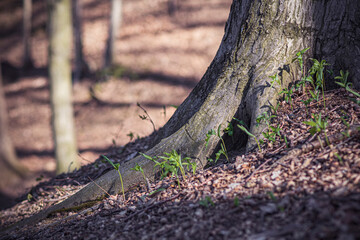 Fototapeta premium Old tree root closeup in a sunlit woodland. Fresh green flora growing on ground surface covered with old withered leaves. Selective focus on the details, blurred background.