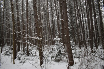 Mont Ham 2 Au 8 Janvier 2022