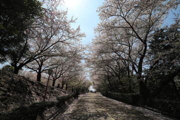 桜のトンネル