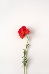 Aesthetic minimal styled concept. Red poppy flower on white background. Creative still life summer, spring floral concept