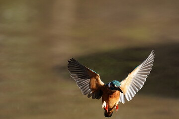 kingfisher in flight