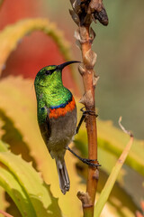 Fototapeta premium Southern Double-collared Sunbird