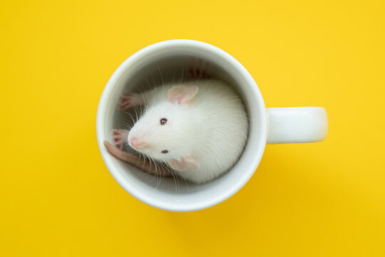 Small cute white mouse in a cup, flatlay view