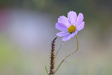 beautiful close up shot of common garden cosmos flower