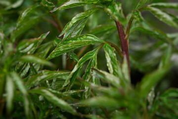 Peony bud unopened on a bush close-up in raindrops. Home gardening, growing and caring for plants. Green natural spring summer background. A pink peony bush in a flower bed. Blurred leaves, copy space