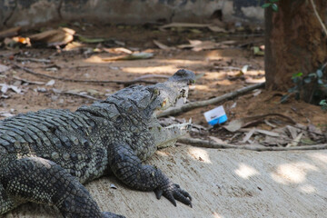 landscape of crocodile in the water pond at park 