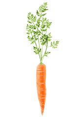 Simple drawing of a vegetable: ripe carrots with green herbs. Isolated object on white background 