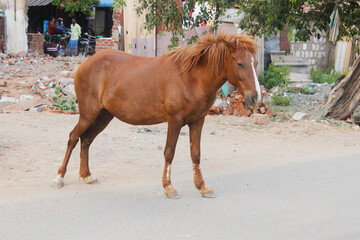 Horse in the street 