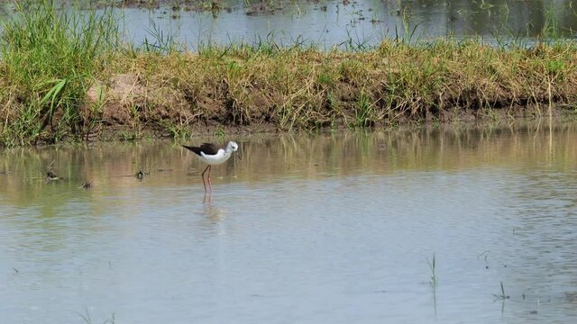 Black Winged Stilt in shallow water. Himan topus himantopus bird wading in the water looking for food.
