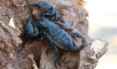 Heterometrus on a wooden background