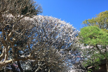 2月の鎌倉。梅の咲く宝戒寺。