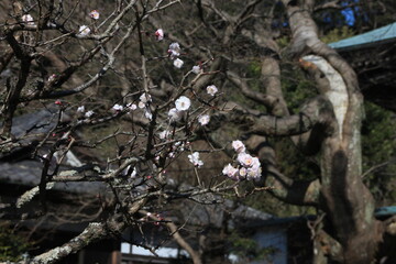 2月の鎌倉。苔の寺妙法寺。