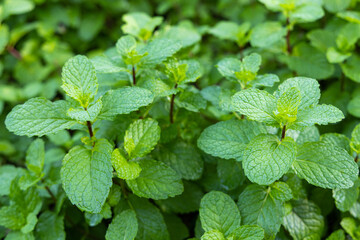 Fresh mint in the garden