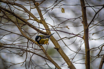 Great tit on a tree branch. Parus Major in a hazelnut bush in spring. Colorful male bird searching for food. Selective focus on the details, blurred background.