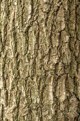 Bark of old tree Seamless bark background texture Natural