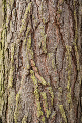 Bark of old tree Seamless bark background texture Natural