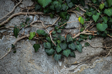 Ivy stone wall close-up. The texture of an ancient building entwined with a wild evergreen plant. Natural natural background for the design. Beautiful twisting roots of a branch on a gray surface