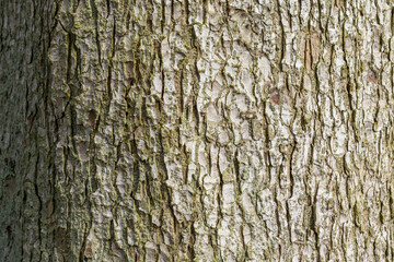 Bark of old tree Seamless bark background texture Natural