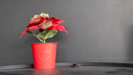red artificial poinsettia flowers as Christmas symbol