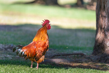 A wild colourful rooster crowing. Western Springs park, Auckland.