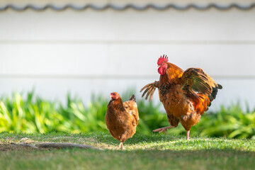 Rooster flapping its wings and out-of-focus hen at Western Springs park in Auckland
