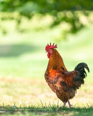 A proud wild rooster walking in the Western Springs park, Auckland. Vertical format.
