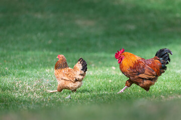 Rooster and hen at Western Springs park in Auckland