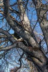 arbre