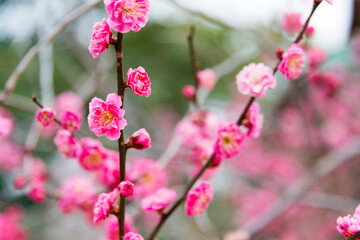 Kyoto, Japan - Feb 25 2018: Prunus mume at Kitano Tenmangu Shrine in Kyoto, Japan. The shrine was built during 947AD by the emperor of the time in honor of Sugawara no Michizane.