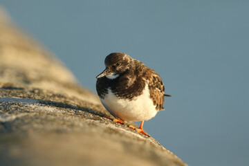 A Turnstone, Arenaria interpres, perched on the sea wall, at high tide.