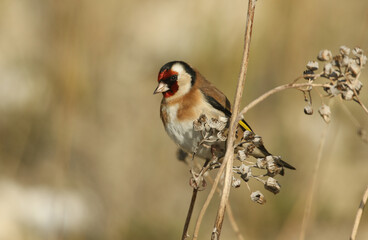 A beautiful Goldfinch, Carduelis carduelis, feeding on the seeds of a wild plant.